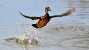 Wood Duck Taking Off